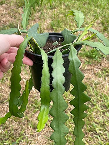 BubbleBlooms Disocactus Anguloger, Selenicereus Anthonynaus, RIC Rac Zip Zag Fishbone Cactus, in a 4 inch Pot