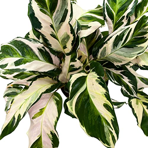 BubbleBlooms Calathea Stella in a 6 inch Pot Beautiful White Variegated House Plant Lietzei Fusion White