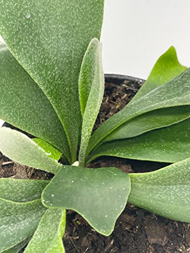 BubbleBlooms Staghorn Fern, in a 4 inch Pot, Platycerium bifurcatum Elkhorn