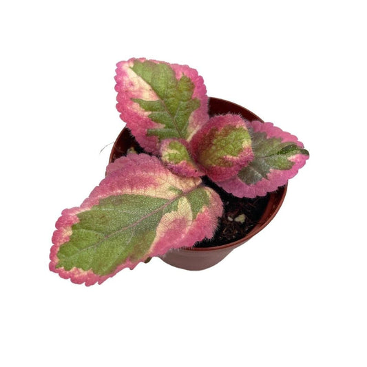 Variegated Flame Violet, 2 inch Pot, Pink Dreams, Episcia Cupreata, Unique Homegrown Exclusive Plants