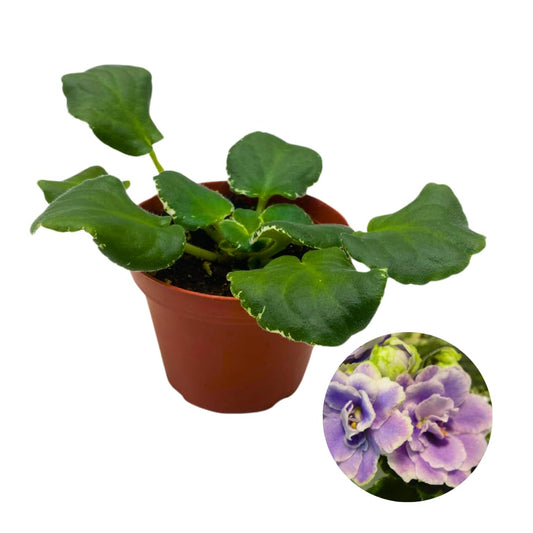 Harmony Foliage African Violet Buckeye Seductress 4 inch Purple Super Ruffle Flower