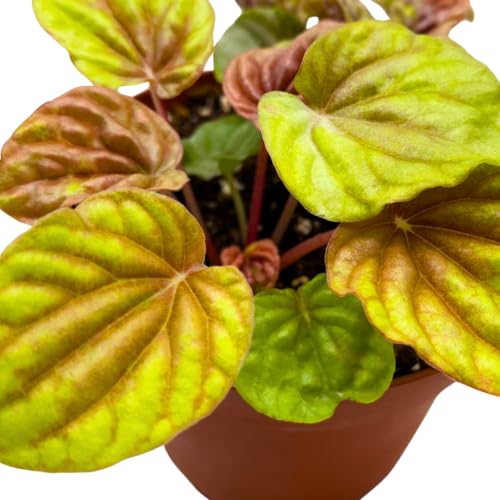 Harmony Foliage Peperomia Quito 4 inch Bright Orange Pep