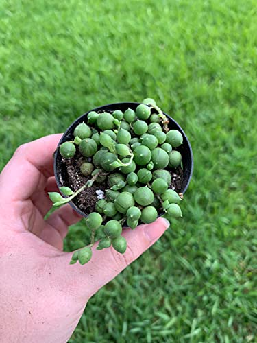 BubbleBlooms String of Pearls, Beads, peas Senecio rowleyanus Curio Rosary Plant in 2 inch Pot