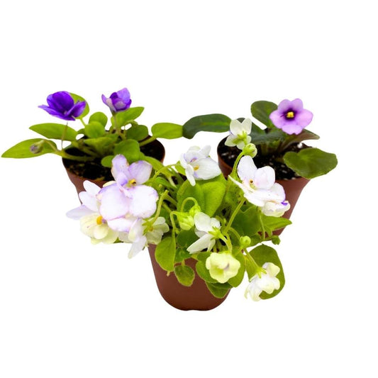 Harmony's African Violet Assortment, 2 inch Set of 3, Rare Mini Saintpaulia Violets Gesneriads