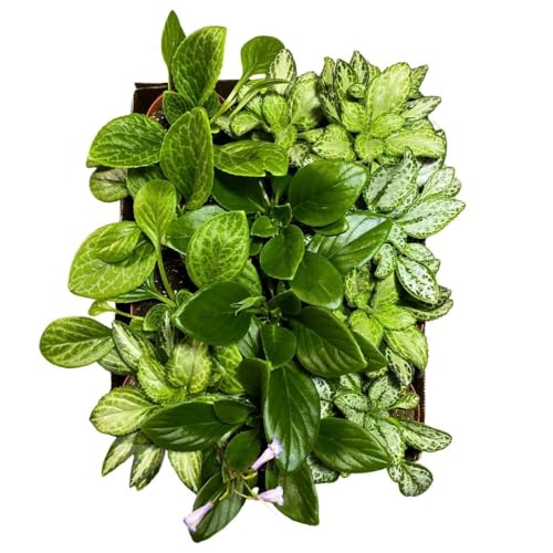 Harmony Foliage Primulina Chirita in 6 inch pots 12-Pack Bulk Wholesale Gesneriads Flowering