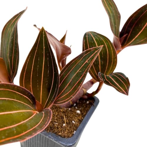 BubbleBlooms Black Jewel Orchid 3 inch