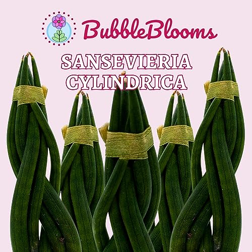 BubbleBlooms Braided African Spear in a 2 inch Pot Snake Plant Braid Spear Sansevieria cylindrica