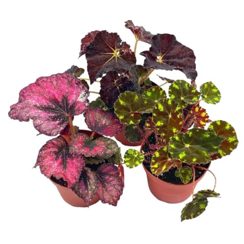 BubbleBlooms Harmony's Begonia Rex Assortment, Warm Summer Colors, 3 Different begonias in 4 inch pots