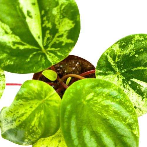 Harmony Foliage Harmony's Gold Dust in a 4 inch Pot peperomia Variegated Watermelon pep Sport