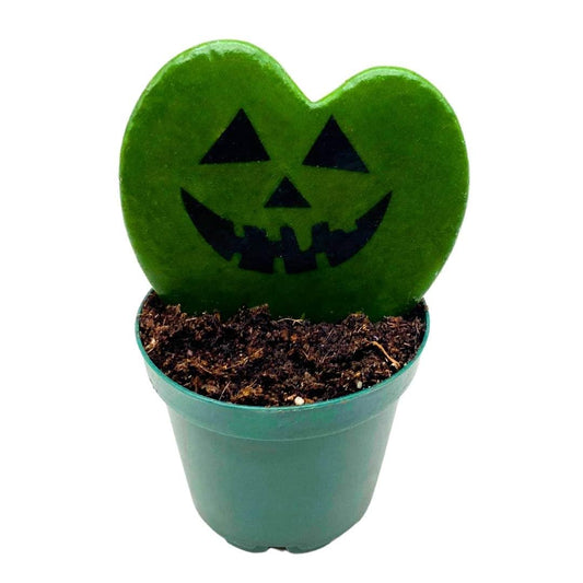 BubbleBlooms Halloween Hoya Kerrii Heart with Pumpkin Carving Design in a 2 inch Pot