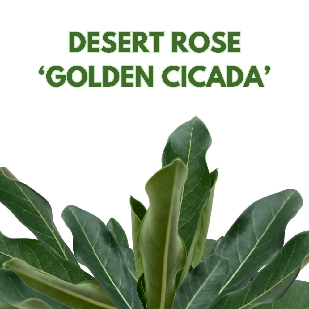 BubbleBlooms Desert Rose Golden Cicada in a 4 inch Pot Extremely Rare Flower