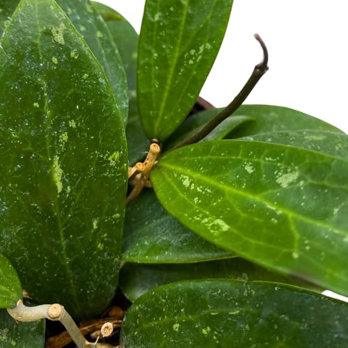 BubbleBlooms Hoya Padilla Bogor in a 4 inch Pot