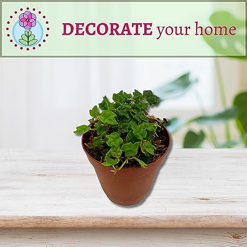 BubbleBlooms String of Frogs, in a 2 Inch Pot, Frog Feet Plant, Ficus pumila Quercifolia, Oakleaf Tiny Mini Pixie Plant