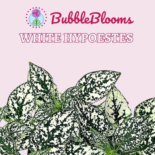 BubbleBlooms White Hypoestes phyllostachya 2 inch Set of 3 Flamingo Polka Dot Plant Tiny Mini Pixie Plants