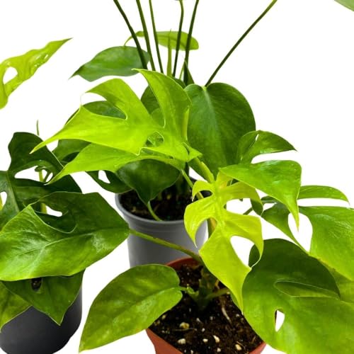 BubbleBlooms Monstera Assortment, 4 inch Set of 3 Different Monsteras, Swiss Cheese, Deliciosa, Minima, Narrow