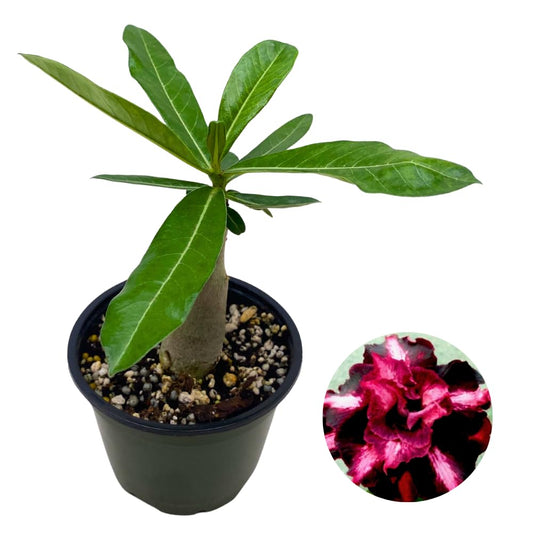 BubbleBlooms Desert Rose You Joao in a 4 inch Pot Extremely Rare Flower