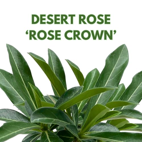BubbleBlooms Desert Rose Rose Crown in a 4 inch Pot Extremely Rare Flower