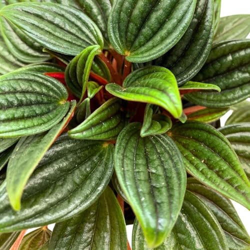 BubbleBlooms Peperomia Rosso in a 4 inch Pot Radiator Plant Caperata