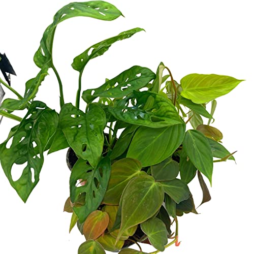 BubbleBlooms Philodendron Assortment Set, 4 inch pots, Set of 3, Indoor Houseplants Grower's Choice Variety