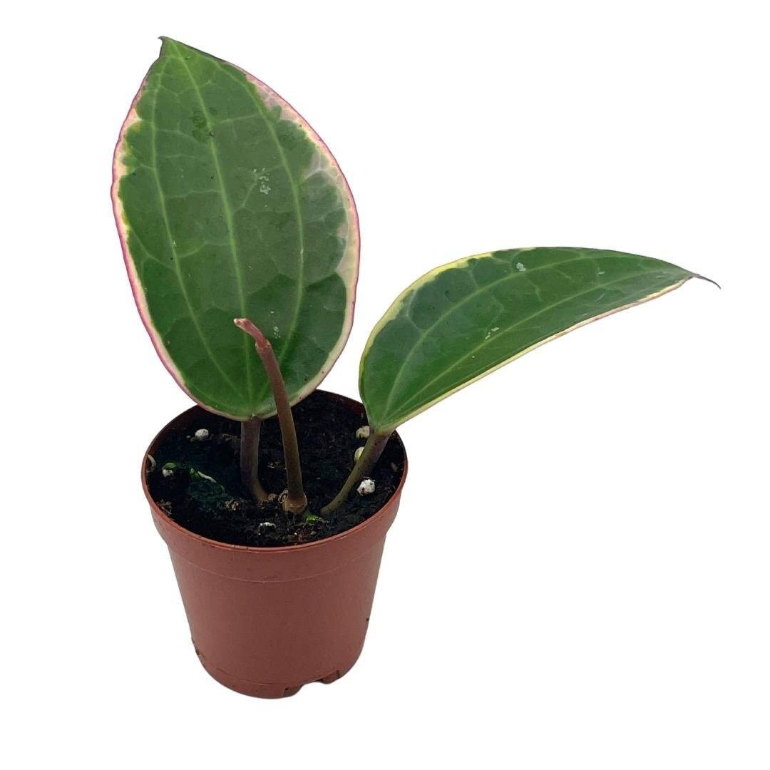 Hoya Macrophylla Variegated Tricolor in a 2 inch Pot