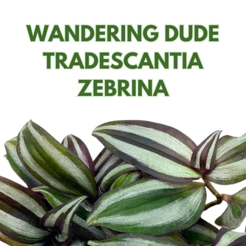 BubbleBlooms Wandering Dude Tradescantia Zebrina in a 4 inch Pot