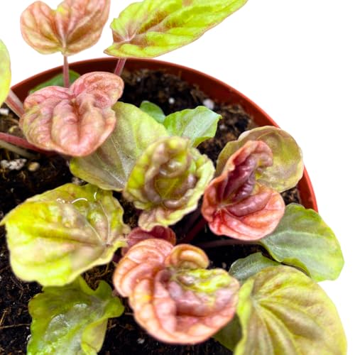 Harmony Foliage Peperomia Quito 4 inch Bright Orange Pep