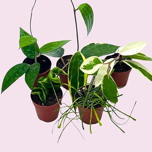 BubbleBlooms Hoya Variety Assortment Plant Set, Premium Set, Variegated Wayetii, Curtisii, Macrophylla, Linearis and More in 2 inch pots