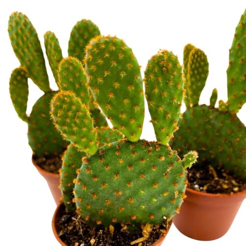 BubbleBlooms Red Bunny Ears Cactus, 2 inch Set of 3, Opuntia microdasys, Angel's Wings Tiny Mini Pixie Plants