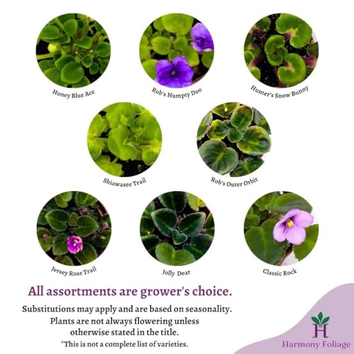 Harmony Foliage Harmony's African Violet Assortment, 2 inch Set of 3, Rare Mini Saintpaulia Violets Gesneriads