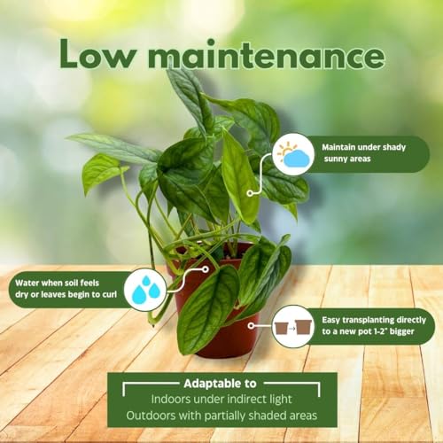 BubbleBlooms Monstera Siltepecana, Silver Leaf Monstera in 4 inch Pot