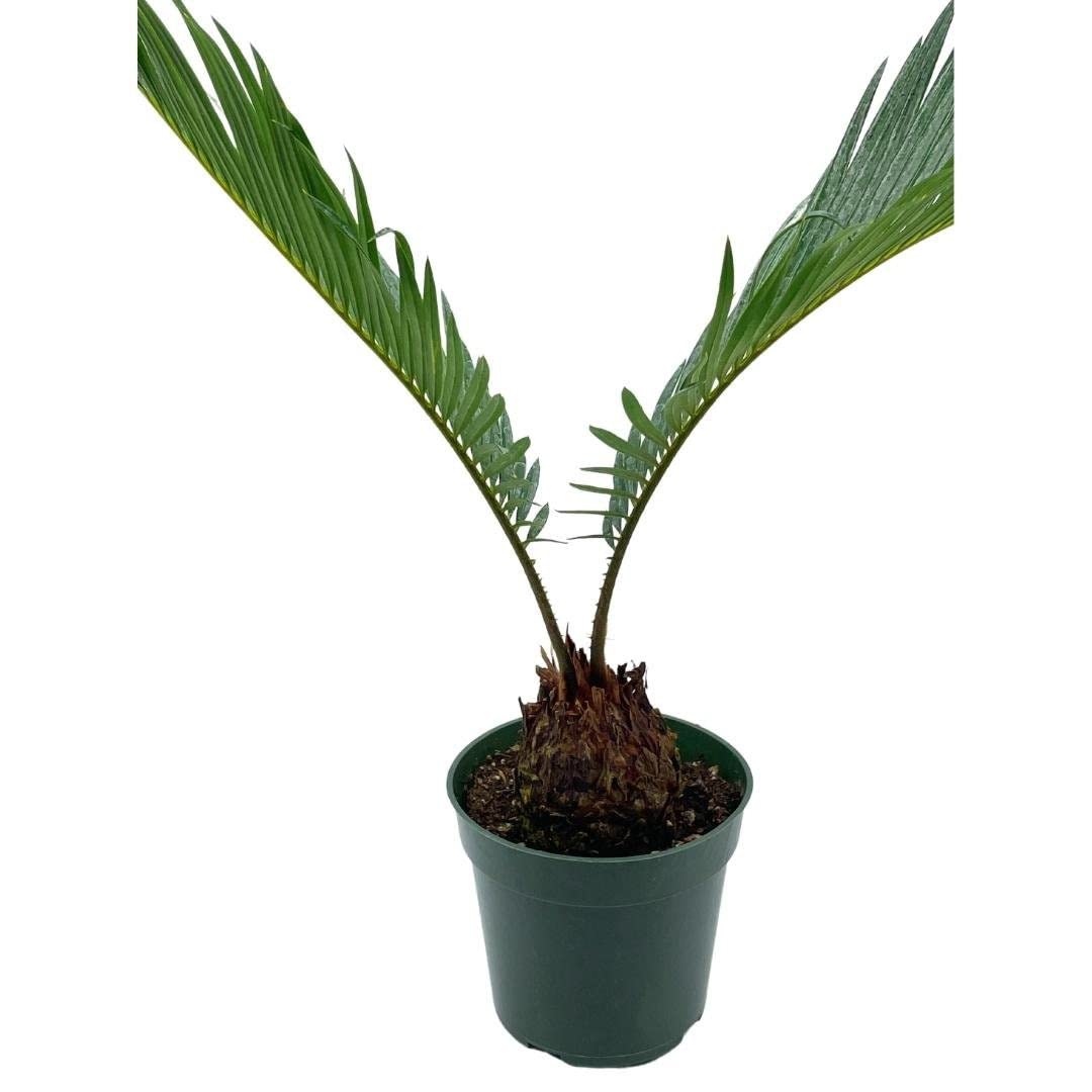 Queen Sago Palm, Cycas rumphii, in a 4 inch Pot (Cycas revoluta)