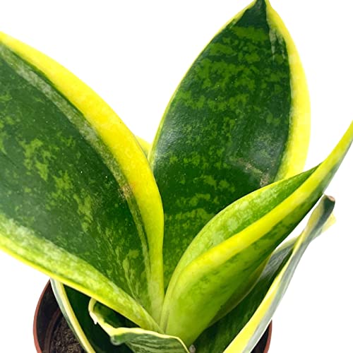 BubbleBlooms Varigated Snake Plant in a 2 inch Pot Sansevieria Dracaena trifasciata Tiny Mini Pixie Plant