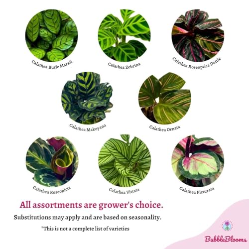 BubbleBlooms Calathea Assortment Set, 4 inch pots, Set of 3, Prayer Plant Variety, Great Indoor Houseplants, Rattlesnake, Stella, Medallion, Vittata