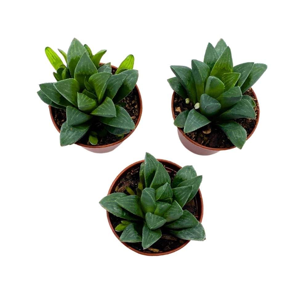 Haworthia African Emeralds, 2 inch Set of 3, Haworthia Retusa Tiny Mini Pixie Plants