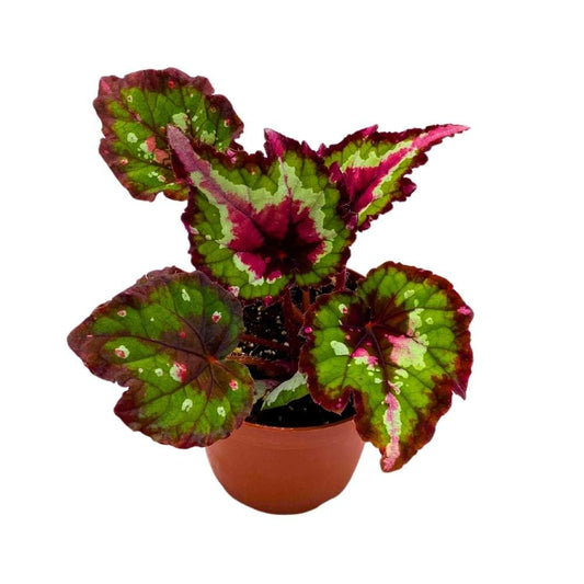 Harmony's Red Tail 4 inch Begonia Rex Black Red Dark