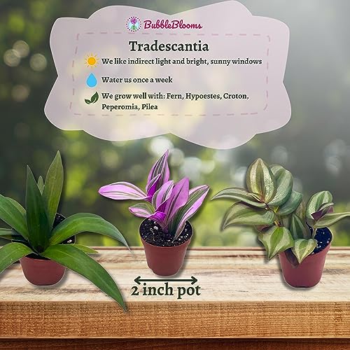 Wandering Dude Assortment, Tradescantia Variety, 2 inch, Set of 3 Tiny Mini Pixie Plant