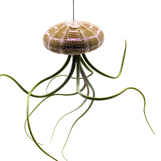 BubbleBlooms Large Tillandsia Jellyfish, Big Hanging air Plant with Seashell