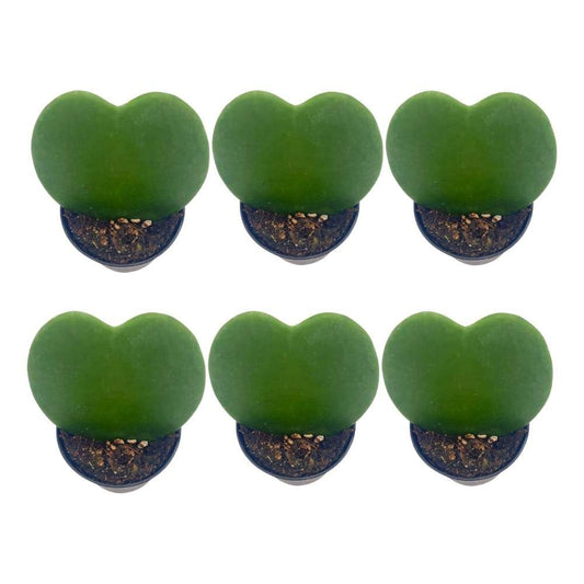 Hoya Kerrii Green Heart 6-Pack 2 inch Single Leaf No Node Sweetheart Mother's Day Valentine's Day Plant
