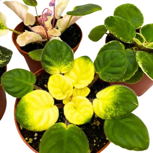 Harmony Foliage Harmony's Variegated African Violet Assortment, 4 inch Set of 5, Rare Saintpaulia Violets Gesneriads