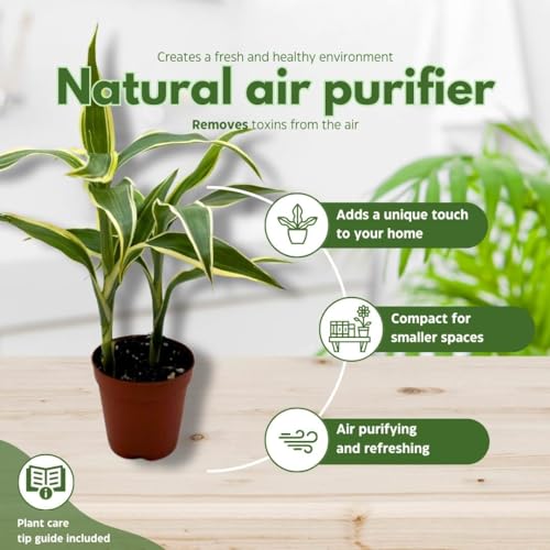 BubbleBlooms Variegated Dracaena Fragrans Set of 3 in 2 inch pots Corn Plant Tiny Mini Pixie