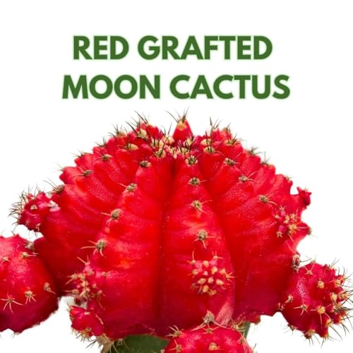 BubbleBlooms Grafted Red Moon Cactus 3 inch