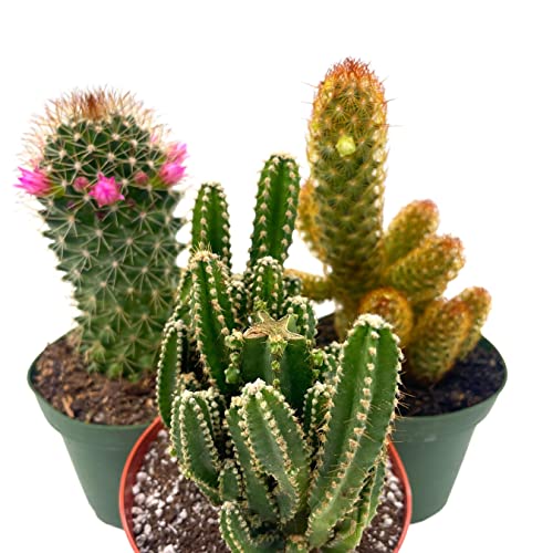 BubbleBlooms Cactus Assortment, 4 inch Set of 3, Best-Sellers Most Popular Cacti Variety