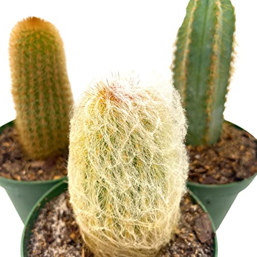 BubbleBlooms Column Cactus Assortment, 4 inch Set of 3, Silver Torch, Blue Column, Yellow, Old Man Fuzzy, Variety Cacti