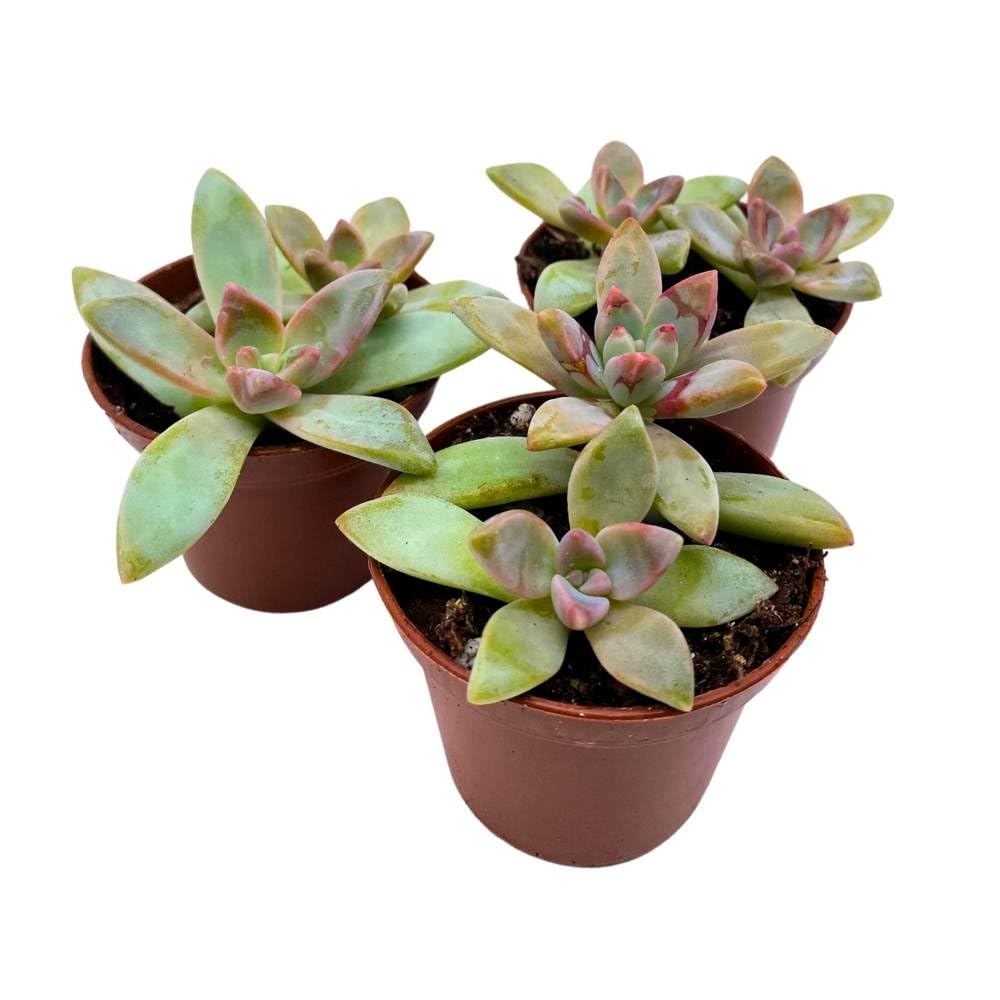 Graptoveria Blue Pearl, 2 inch Set of 3, Pink Tipped Succulent Tiny Mini Pixie