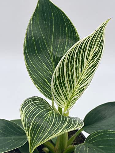 BubbleBlooms Philodendron Birkin in a 4 inch Pot White Wave, Mermaid's Tail