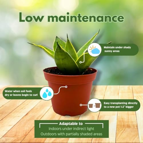 BubbleBlooms Sansevieria Silver Marginata in a 4 inch Pot