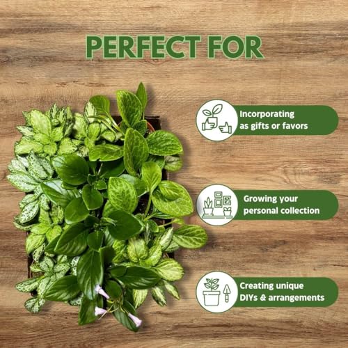 Harmony Foliage Primulina Chirita in 6 inch pots 12-Pack Bulk Wholesale Gesneriads Flowering