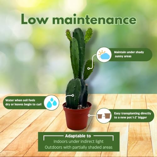 BubbleBlooms Opuntia ficus-Indica, Prickly Pear Cactus, Rare Cactus in a 4 inch Pot Well Rooted