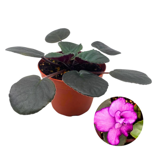 Harmony Foliage African Violet Buckeye Kindred Spirit 4 inch Pink Flower