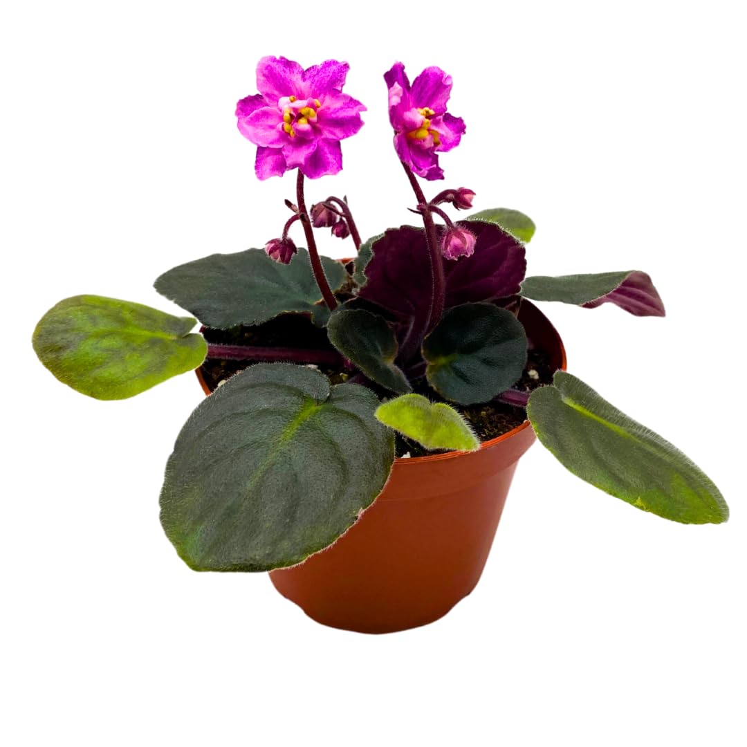 Harmony Foliage African Violet Harmony's Hot Flash 4 inch Pink Flower